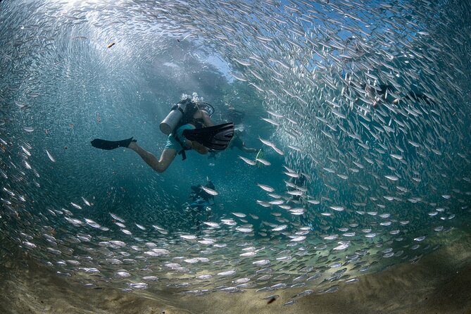 2 Dives in the Cabo Marine Park - Setting out from downtown Cabo San Lucas