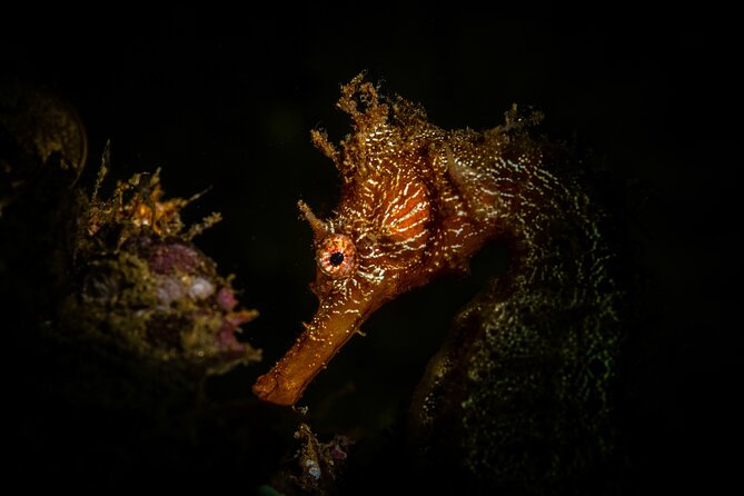 2 Dives in the Cabo Marine Park - Two tanks, snacks, and the real cost