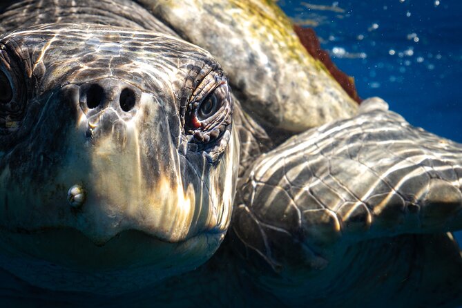 2 Dives in the Cabo Marine Park - Safety, conservation, and the guide’s role