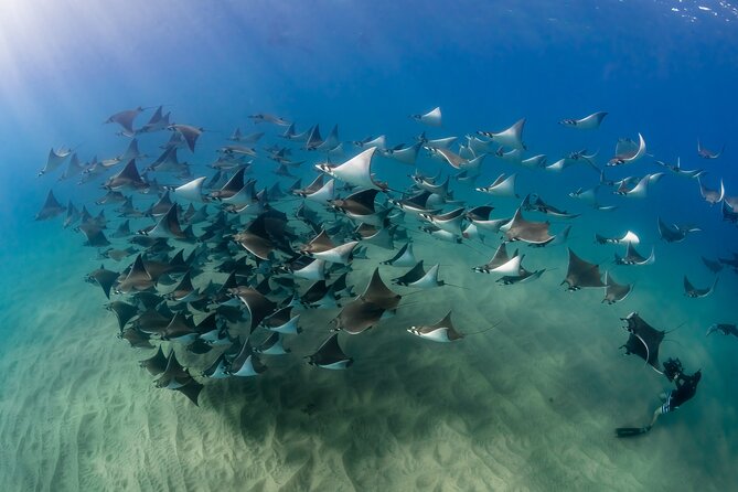2 Dives in the Cabo Marine Park - Pelican Rock and Cabo’s marine life