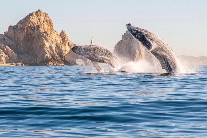 2 in 1 Tour | Arc Tour with Beach Drop - Why this short Cabo boat trip works