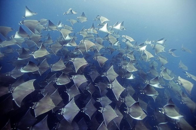 2 Tank Dive - Certified Divers (Santa Maria Bay & Chileno Bay) - Key points for your Cabo morning