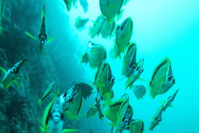 2 Tank Dive - Certified Divers (Santa Maria Bay & Chileno Bay) - Guided outings for certified scuba participants