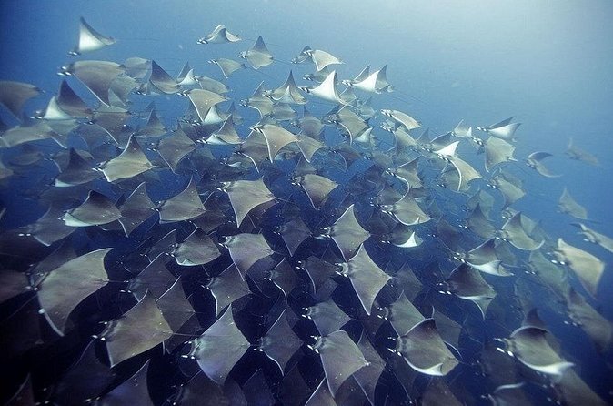 2 Tank Dive - Certified Divers (Santa Maria Bay & Chileno Bay) - What is included, and what can raise the price