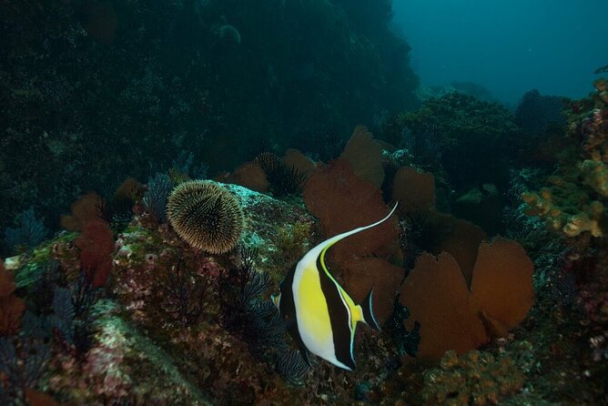 2 Tank Dive - Certified Divers (Santa Maria Bay & Chileno Bay) - What makes Whale’s Head and Chileno Bay appealing