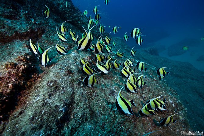 2-Tank Scuba Dive in Cabo San Lucas Reserve for Certified Divers - Key points for your Cabo morning or afternoon