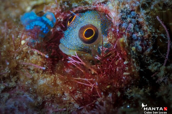 2-Tank Scuba Dive in Cabo San Lucas Reserve for Certified Divers - The guides make the biggest difference