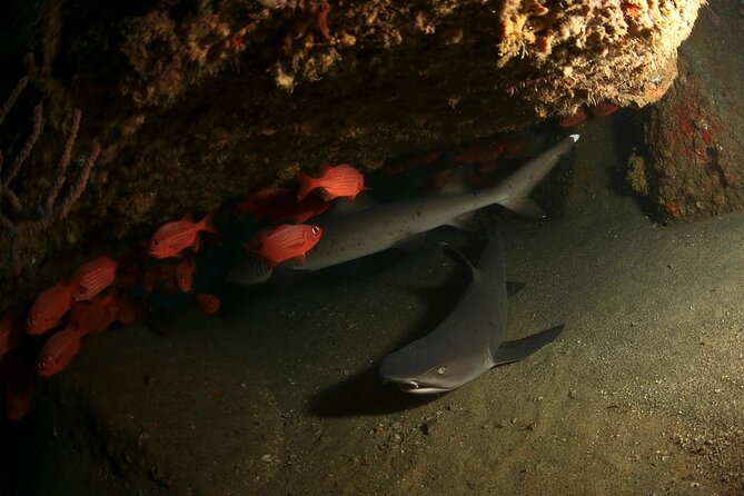 2-Tank Scuba Dive in Cabo San Lucas Reserve for Certified Divers - Equipment, comfort, and the real cost
