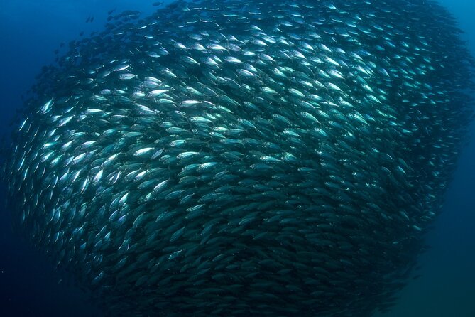 2-Tank Scuba Dive in Cabo San Lucas Reserve for Certified Divers - How Cabo compares with a remote scuba destination