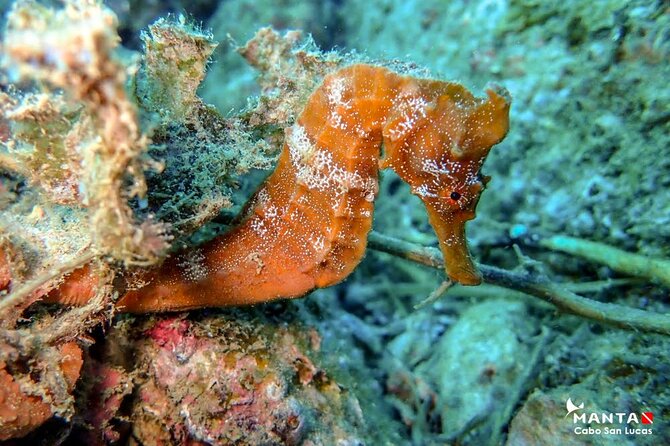 2-Tank Scuba Dive in Cabo San Lucas Reserve for Certified Divers - Who should book this Cabo outing