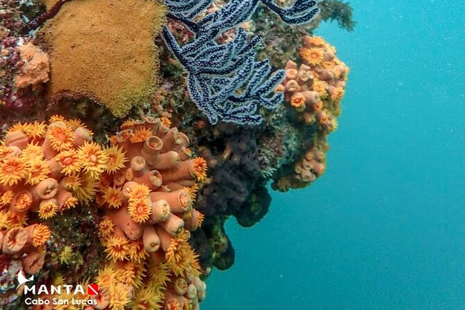 2-Tank Scuba Dive in Cabo San Lucas Reserve for Certified Divers - Booking details that can save you trouble