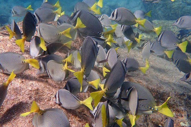 2-Tank Scuba in Marine Reserve and Corridor for Certified Divers - Leaving Cabo Marina at 7:30 a.m.