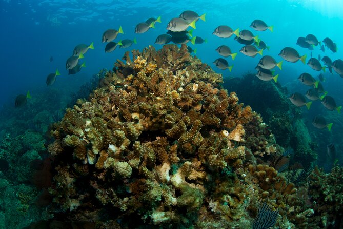 2-Tank Scuba in Marine Reserve and Corridor for Certified Divers - Cabo’s rocky icons on the second stop