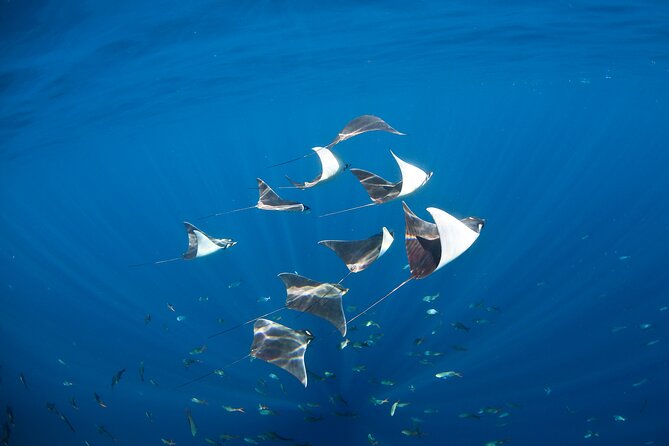 2-Tank Scuba in Marine Reserve and Corridor for Certified Divers - The 30-minute ride to The Corridor