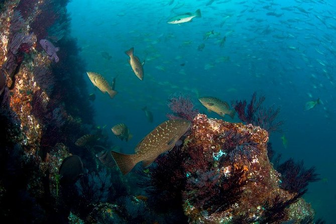 3-Tank Scuba in Marine Reserve and Corridor for Certified Divers - The Marine Park offers Cabo’s local underwater setting