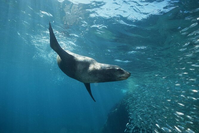 3-Tank Scuba in Marine Reserve and Corridor for Certified Divers - The Corridor changes the scenery and the conditions