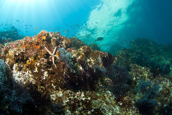 3-Tank Scuba in Marine Reserve and Corridor for Certified Divers - The Arch and Lands End are the memorable finish
