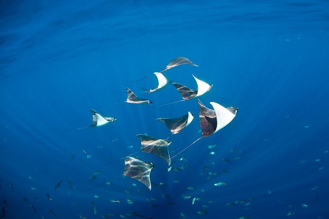 3-Tank Scuba in Marine Reserve and Corridor for Certified Divers - Safety and guide support are central to the day