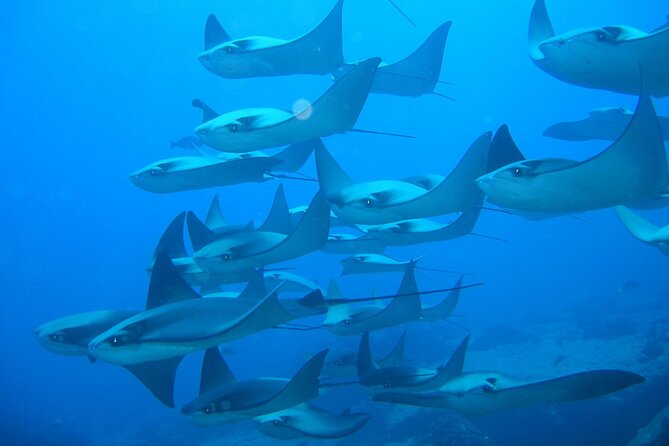 3-Tank Scuba in Marine Reserve and Corridor for Certified Divers - Is $210 a fair price?