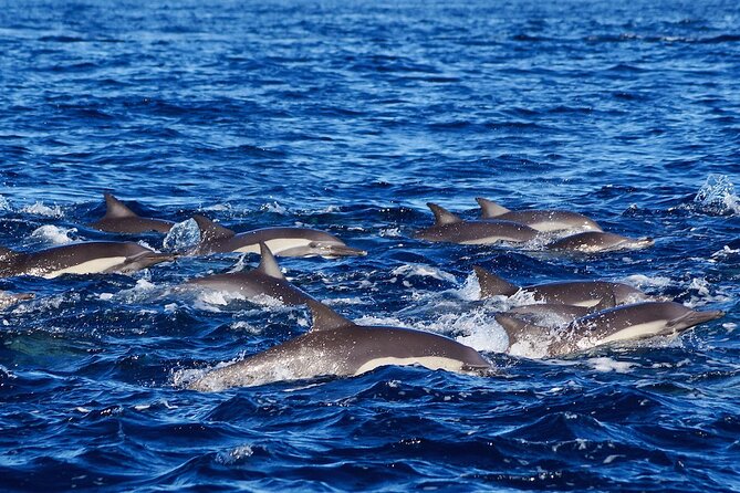 4-Hour Snorkeling Tour in Cabo San Lucas and Corridor - Santa Maria Beach and a sheltered bay
