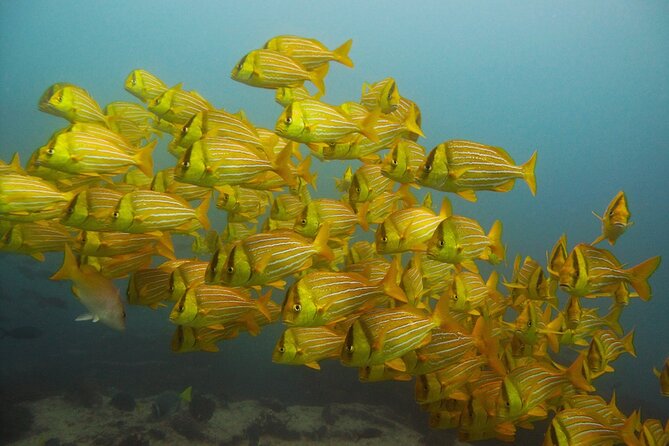 4-Hour Snorkeling Tour in Cabo San Lucas and Corridor - Pelican Rock for an easy first swim
