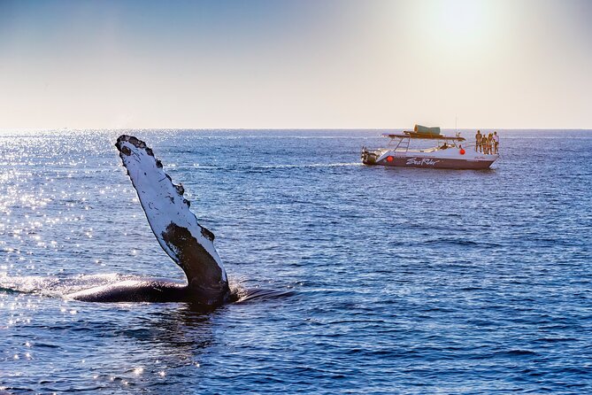 Bay Trip and the Arch of Cabo San Lucas - El Arco: Cabo’s essential photo stop