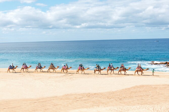 Beach Camel Ride and Encounter in Cabo - What the Cabo camel experience really is