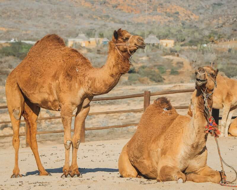 Beach Camel Ride & Encounter in Cabo by Cactus tours park - Check-in, safety, and the kids club
