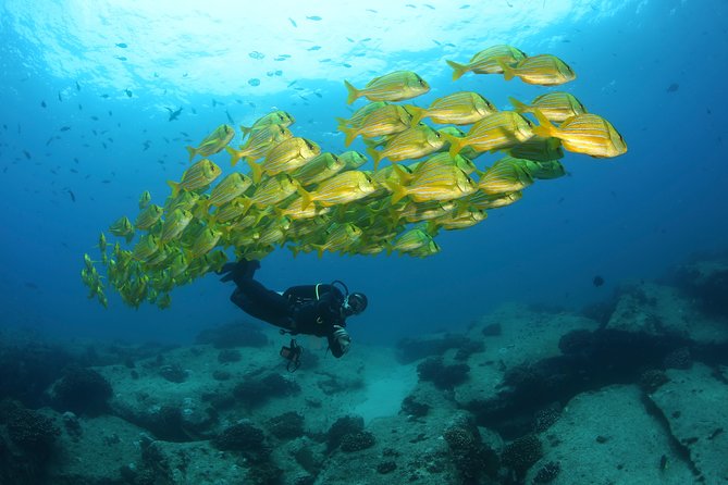 Beginner Scuba Diving in Cabo San Lucas - What the Four-Hour Cabo Experience Is Really Like