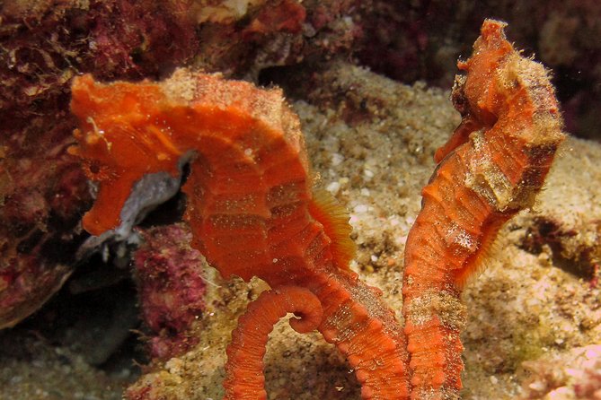 Beginner Scuba Diving in Cabo San Lucas - Marine Life Around Cabo’s Two Waters