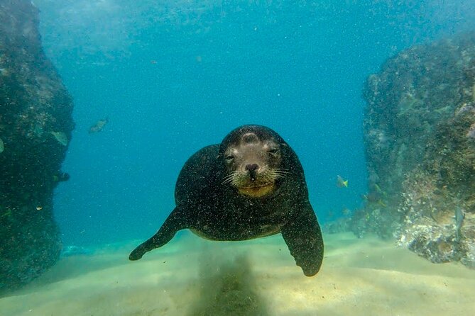 Beginner Scuba Diving in Cabo San Lucas - Stop Two: The Arch of Cabo San Lucas