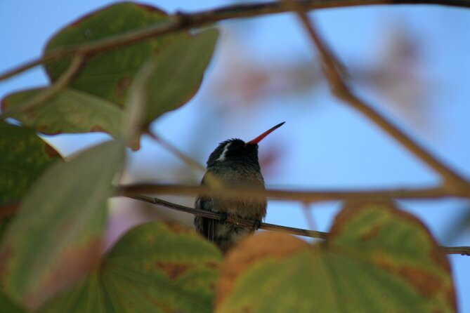 Birding San Jose Estuary Los Cabos Mexico - San Jose Estuary: the heart of the outing