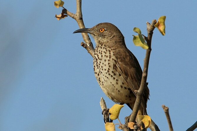 Birding San Jose Estuary Los Cabos Mexico - The small bay boat ride