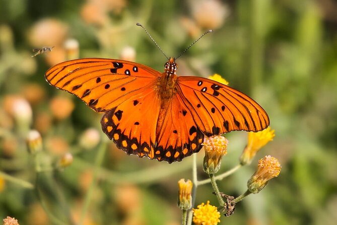 Birding San Jose Estuary Los Cabos Mexico - What to expect from the local setting