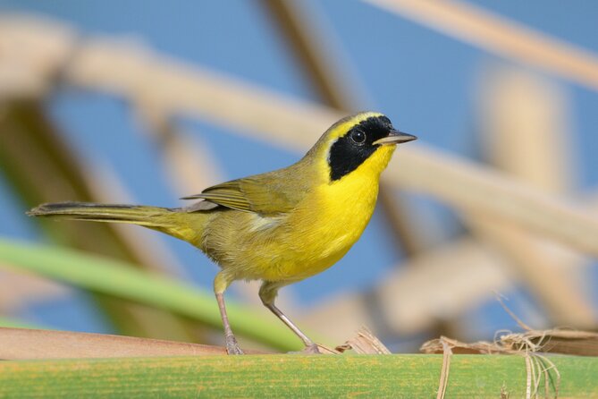 Birding San Jose Estuary Los Cabos Mexico - Who should book this birding tour?