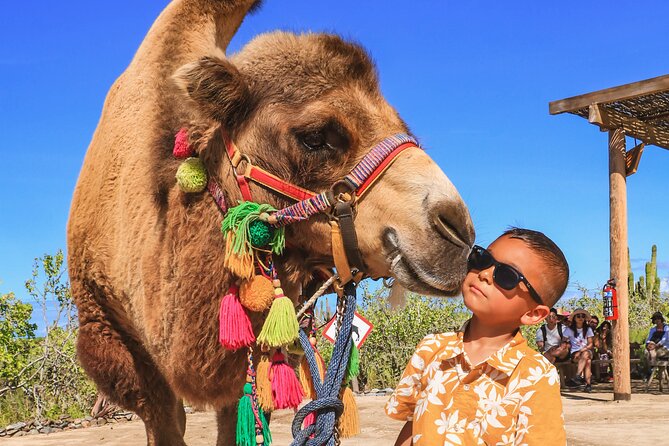 Boat Ride to the Arch and Beach Camel Ride in Cabo San Lucas - Weather, cancellation, and practical planning