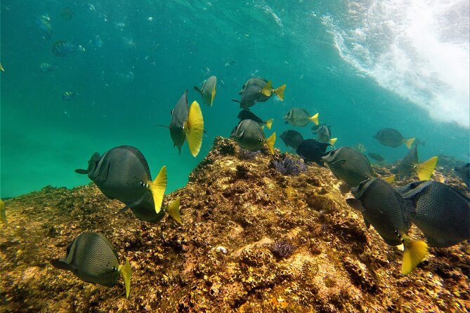 Boat ride to the Arch and Snorkel - Snorkeling at Pelican Rock and the nearby reef