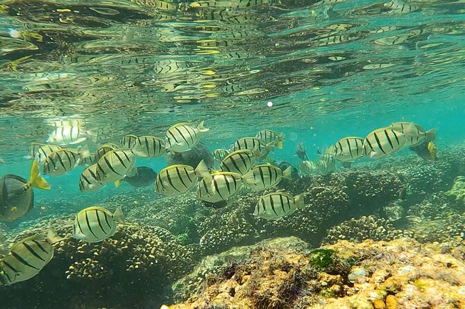 Boat ride to the Arch and Snorkel - Who should book this Cabo snorkeling tour?