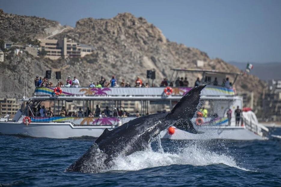 Cabo Boat Tour: Drinks, Lunch, Snorkeling, Dancing, and Transport - Practical details that shape the day