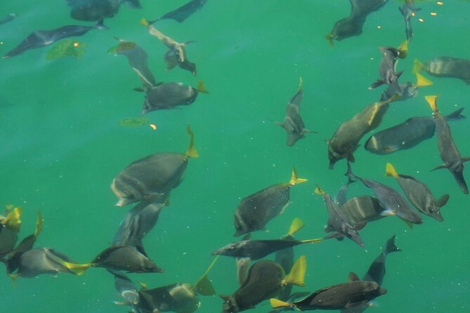 Cabo Catamaran – Snorkeling Tour & Coastal Views - The practical issue: departure times and company coordination