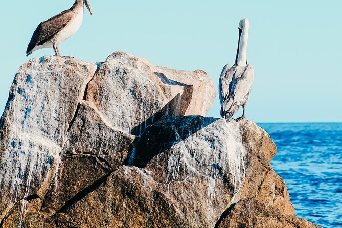 Cabo Private Catamaran: Chill Experience with Sup and Float Mat - Who will enjoy this Cabo boat day?
