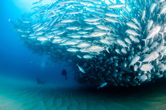 Cabo Pulmo 2 Tank Certified Dive with Lunch - Is $279 a fair price?