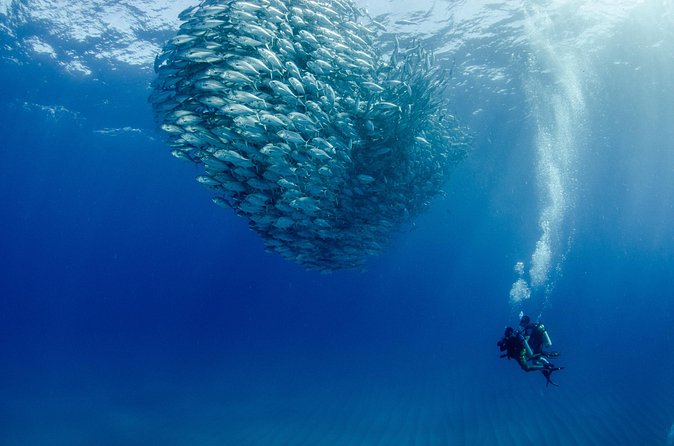 Cabo Pulmo 2 Tank Certified Dive with Lunch - What can go wrong, and how to protect your day