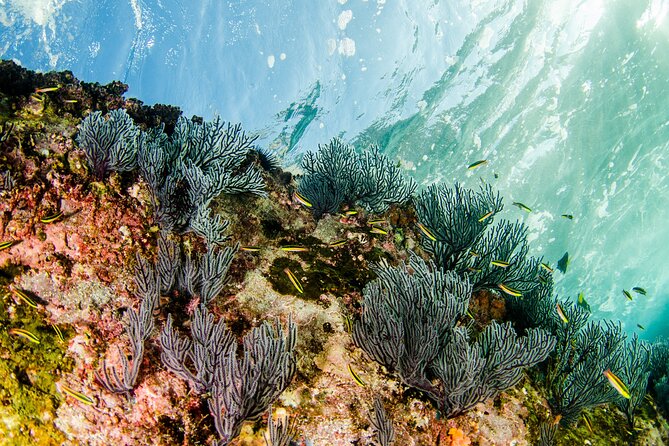 Cabo Pulmo 2 Tank Certified Dive with Lunch - Who should book this Cabo Pulmo trip?