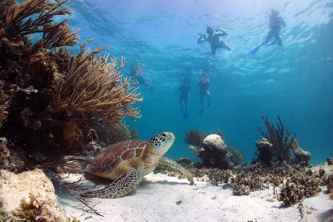 Cabo Pulmo National Park Snorkel Expedition from Cabo San Lucas - Why Cabo Pulmo is worth the long road