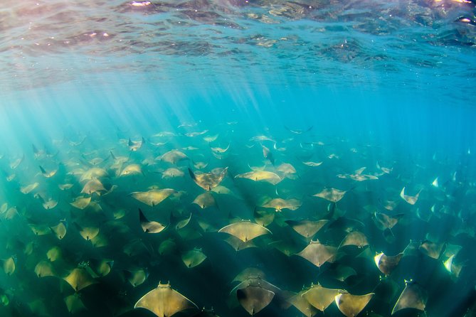 Cabo Pulmo National Park Snorkel Expedition from Cabo San Lucas - What the three or four sites can offer