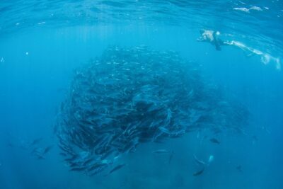 Cabo Pulmo National Park Snorkel Expedition from Cabo San Lucas
