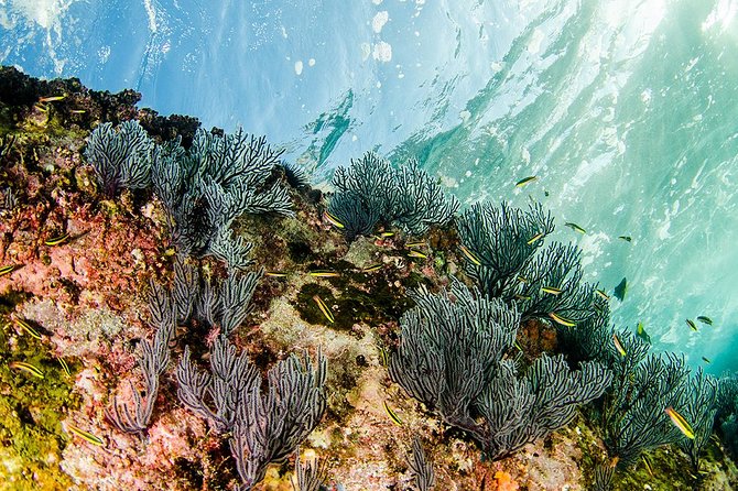 Cabo Pulmo National Park Snorkel Expedition from Cabo San Lucas - Water conditions can change the whole day