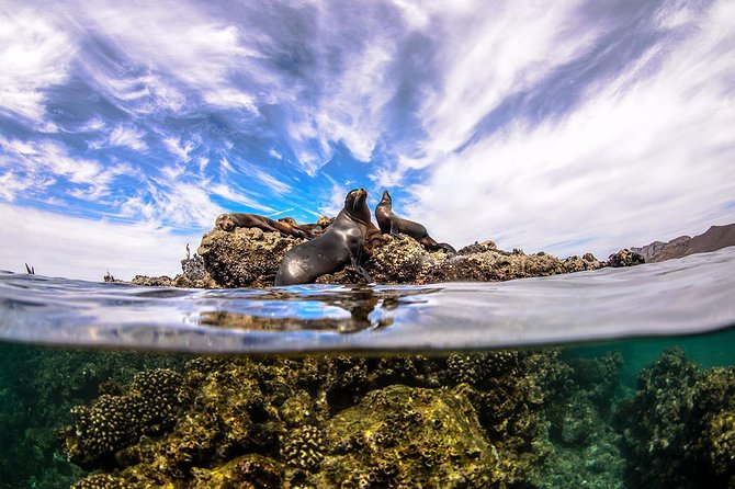 Cabo Pulmo National Park Snorkel Expedition from Cabo San Lucas - Lunch in the village and what is included