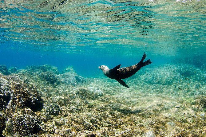Cabo Pulmo National Park Snorkel Expedition from Cabo San Lucas - Who will enjoy this most